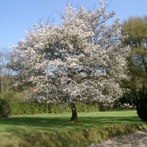 Muchovník kanadský (Amelanchier canadensis) ´LAMARCKII´ – výška 100-150 cm, kont. C5L